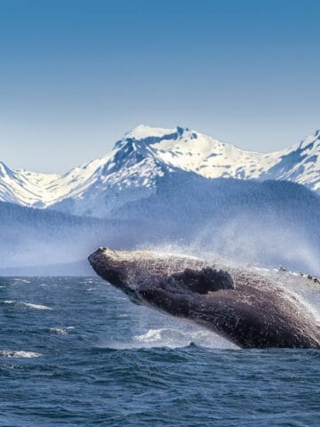 Breaching humpback whale in Alaska.