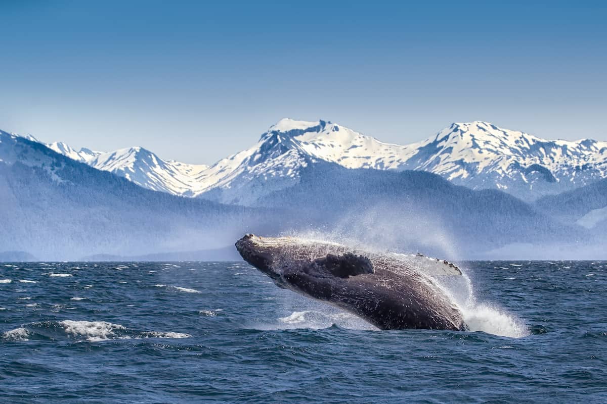 Best Time to Cruise Alaska to See Whales