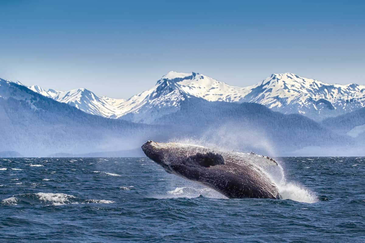 Breaching humpback whale in Alaska.