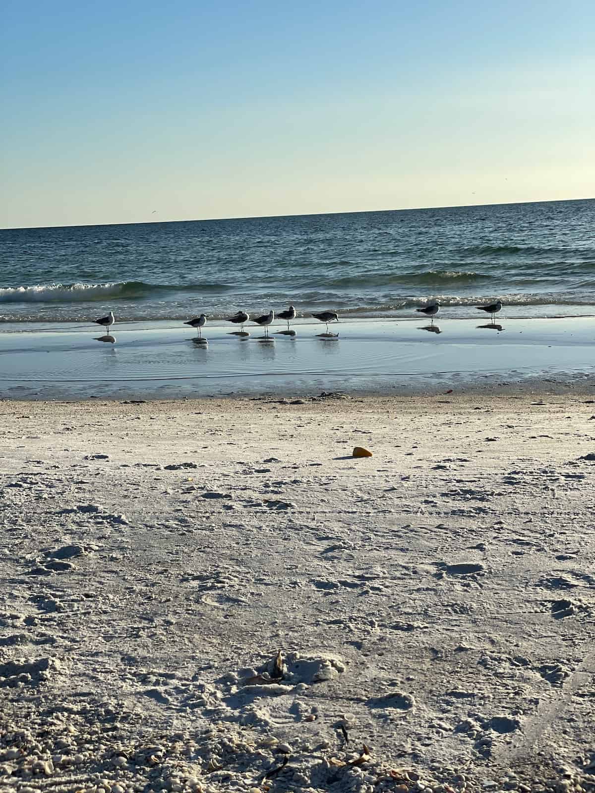 Beach with seagulls standing in sand.