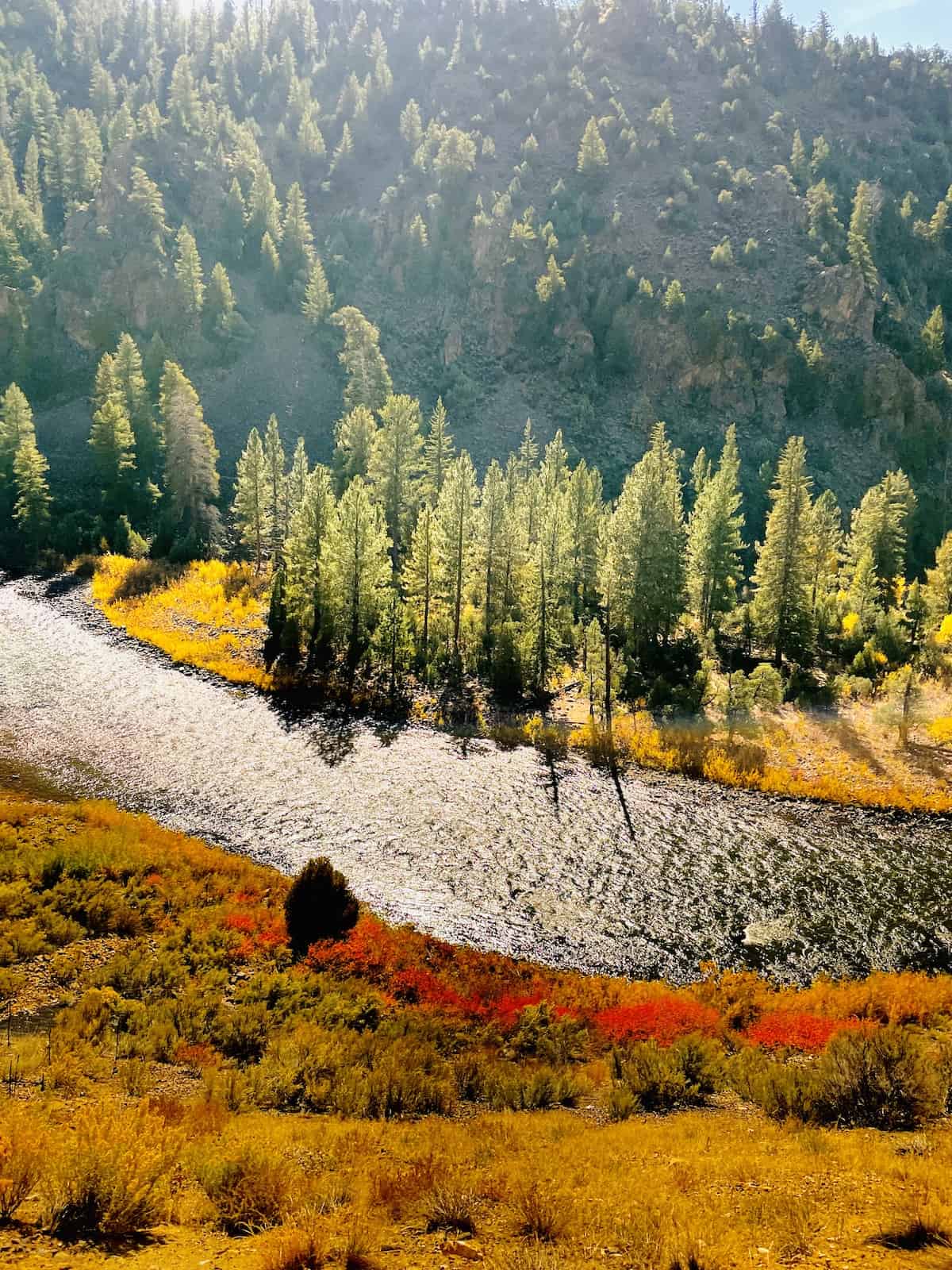 View of trees and bushes along river.