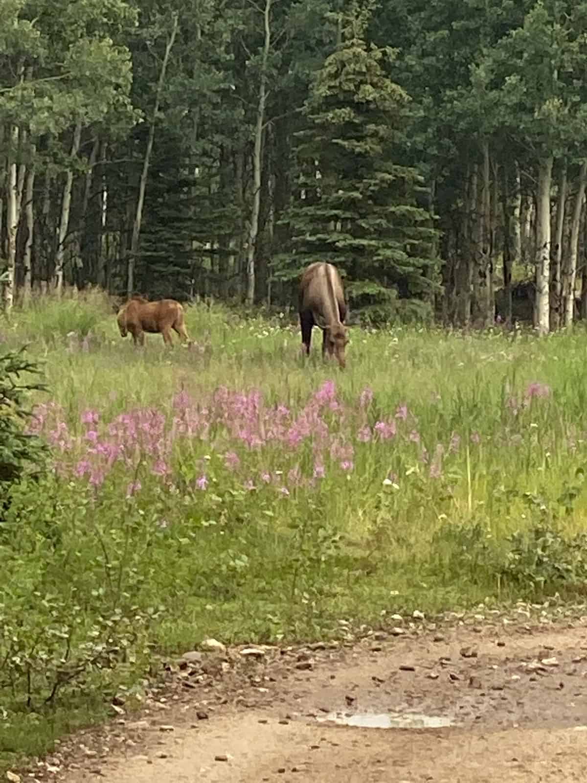 Moose grazing.