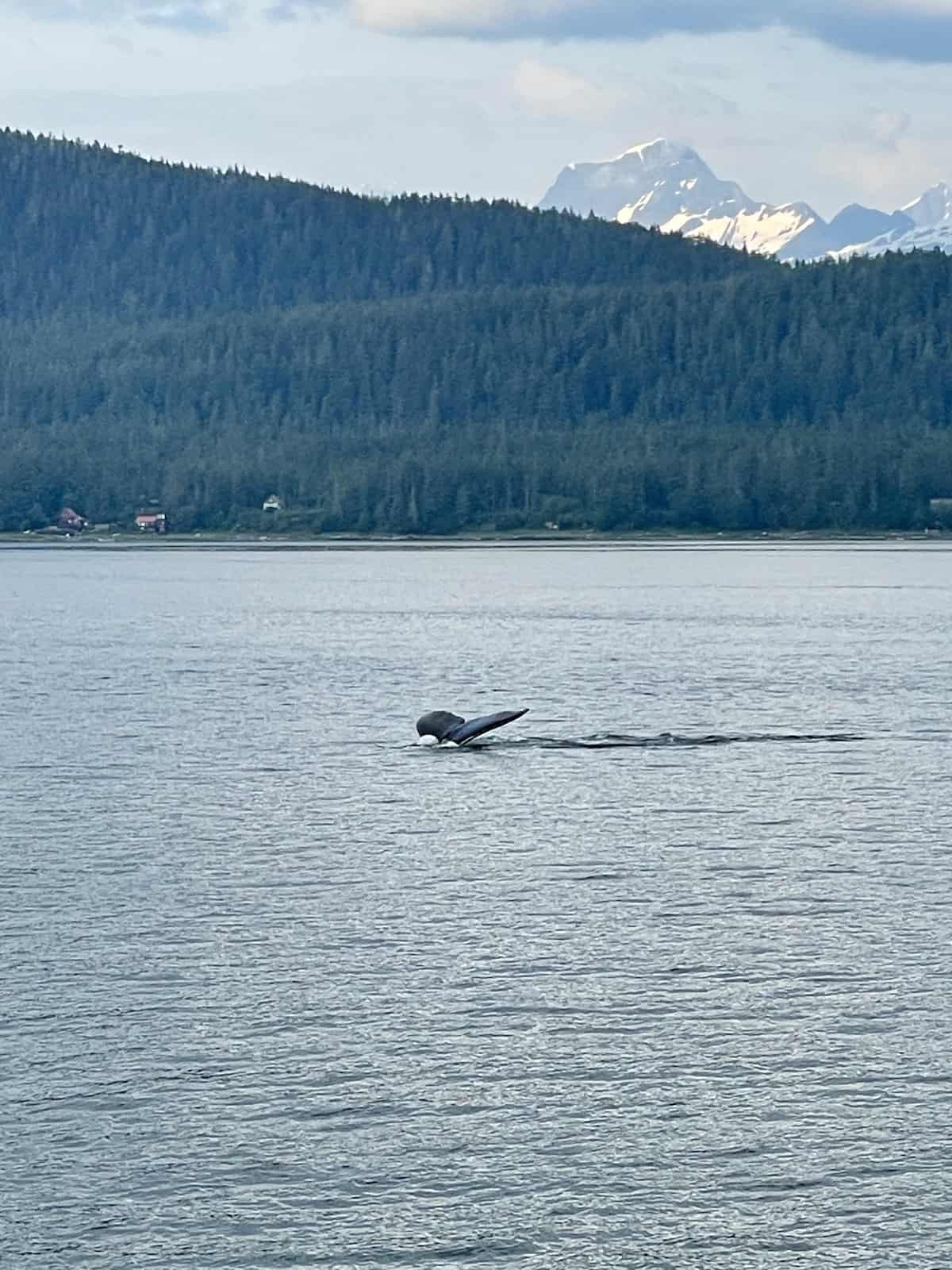 Whale tail.