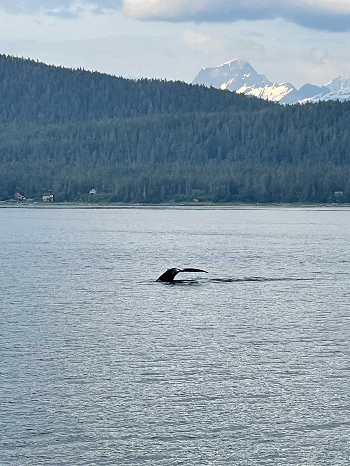 Whale tale in ocean.