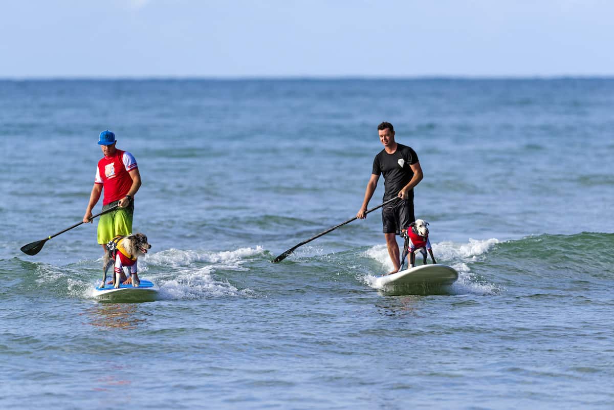 Two men surfing with dogs.