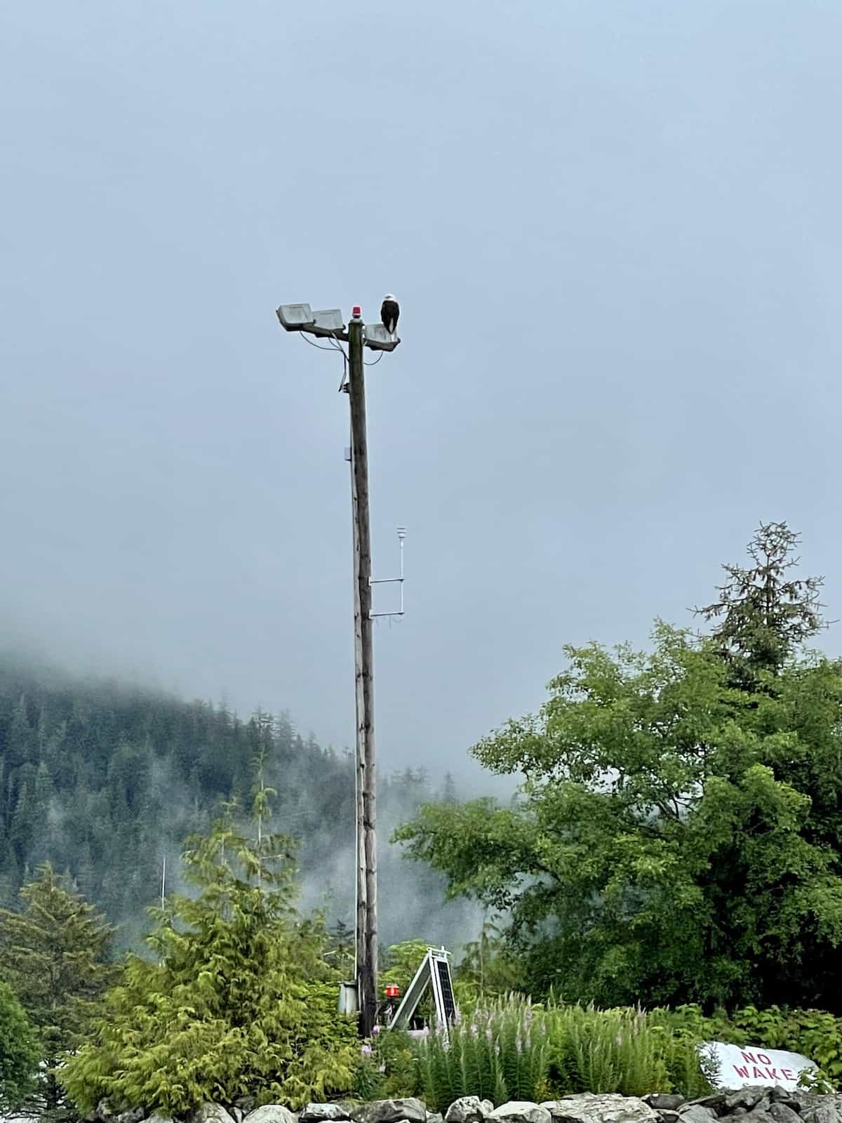 Bald eagle on top of a pole.