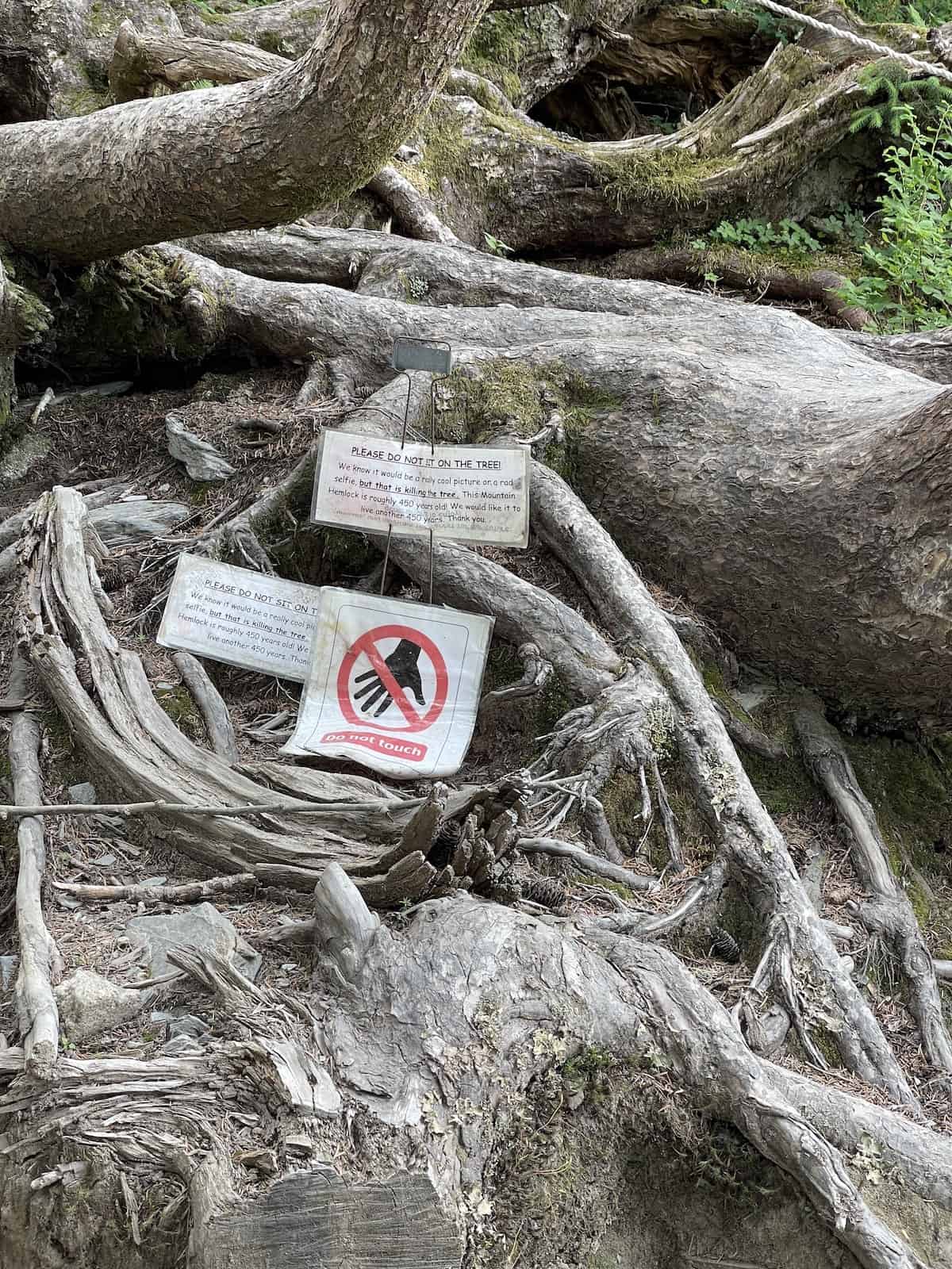 450 year old tree with no touch sign.