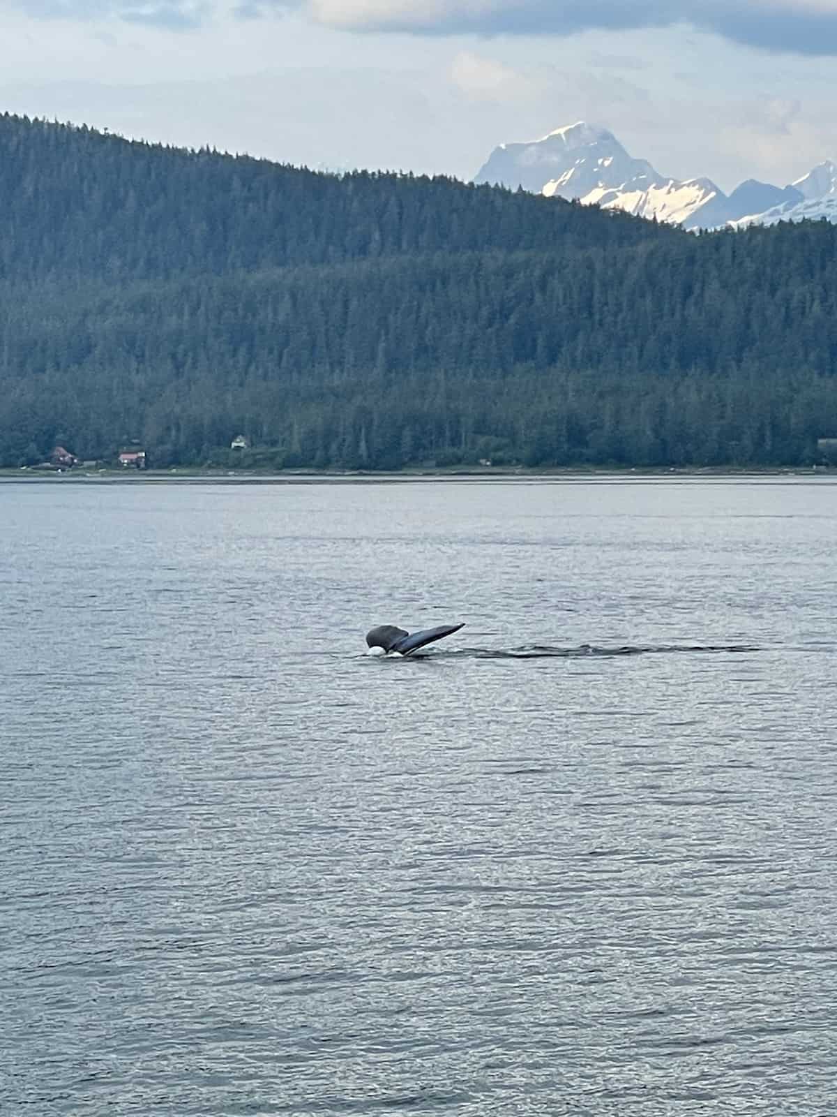 Whale tail in the bay in Alaska.