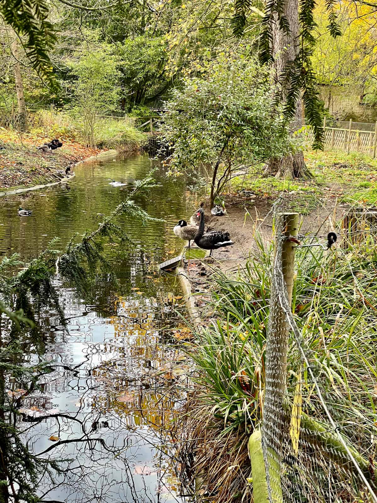 Black swan at Napoleon's Château de Malmaison.