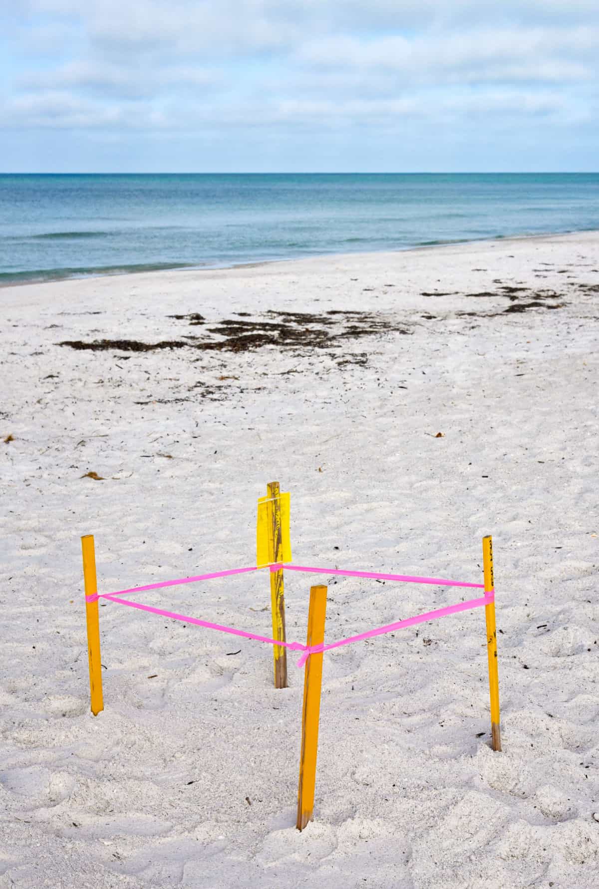 Turtle nest on beach,