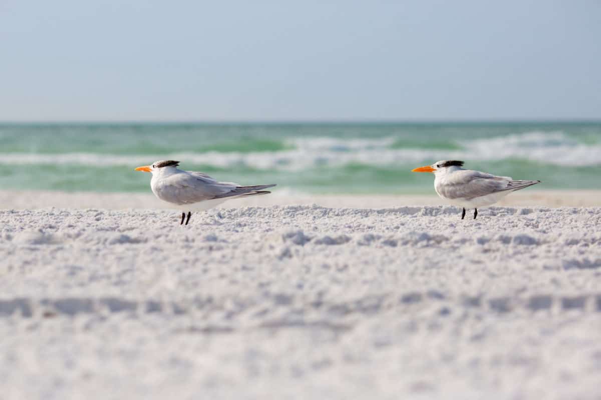 Seagulls on beach.