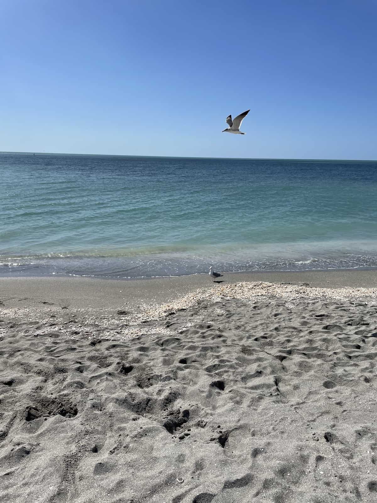 Beach with seagulls.