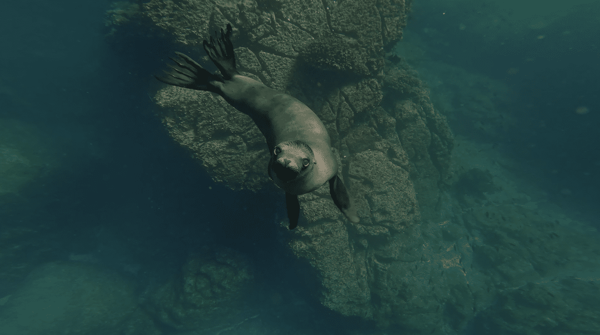 Sea Lion pup in the water.