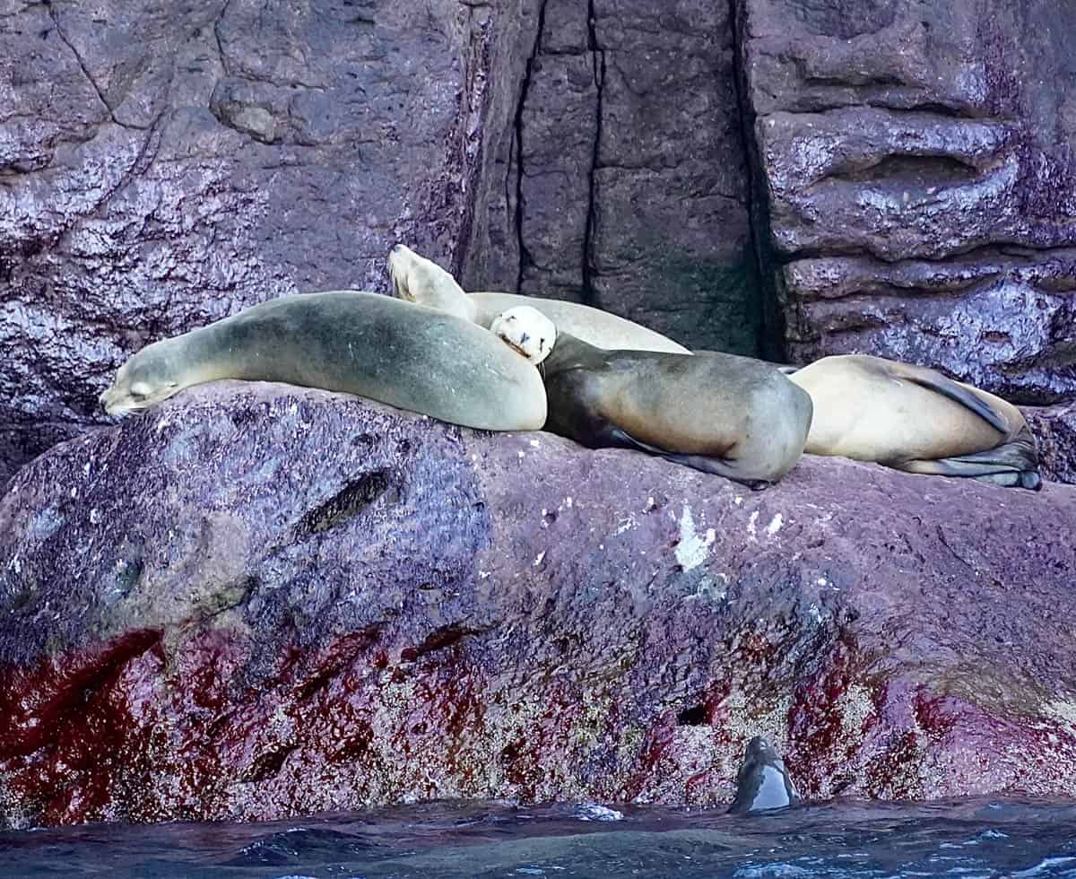 Seals with baby looking at camera in Baja Mexico.