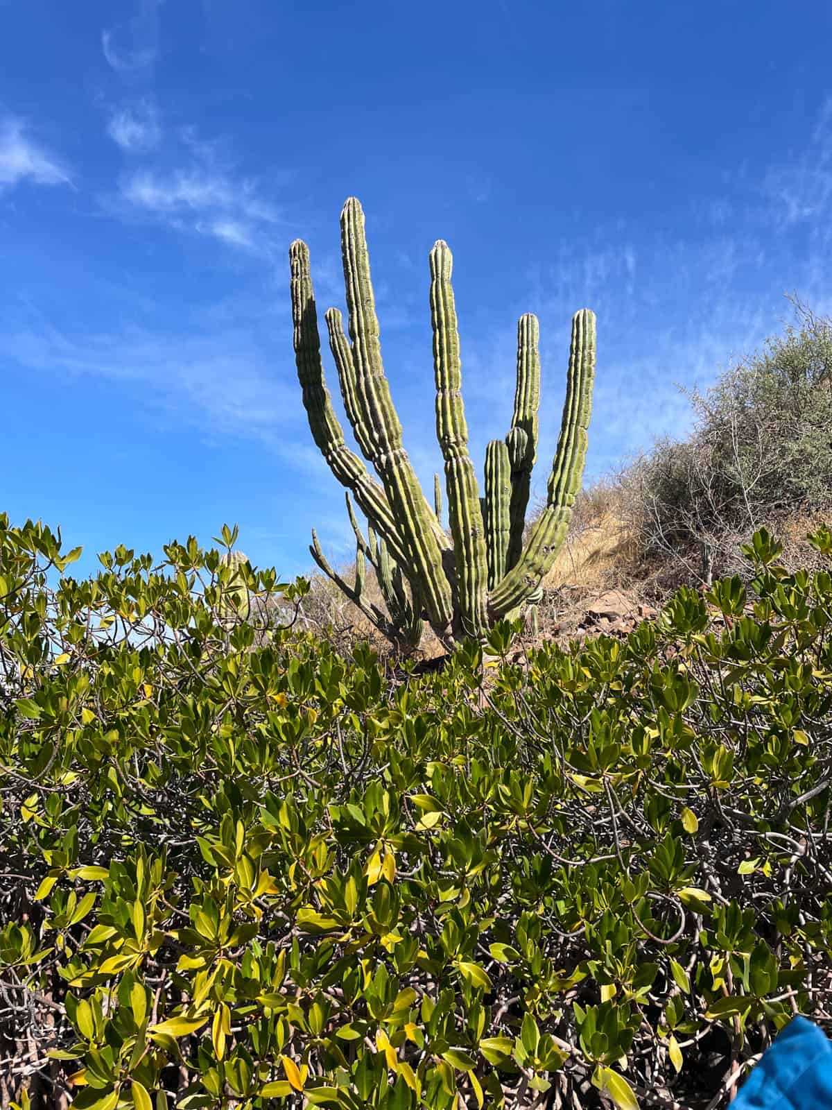 Cactus against blue sky in Baja Mexico.