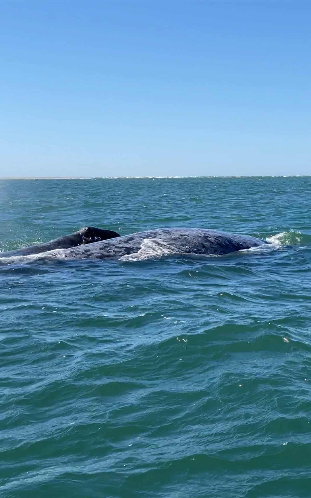 Mother and calf gray whales in Baja Mexico.