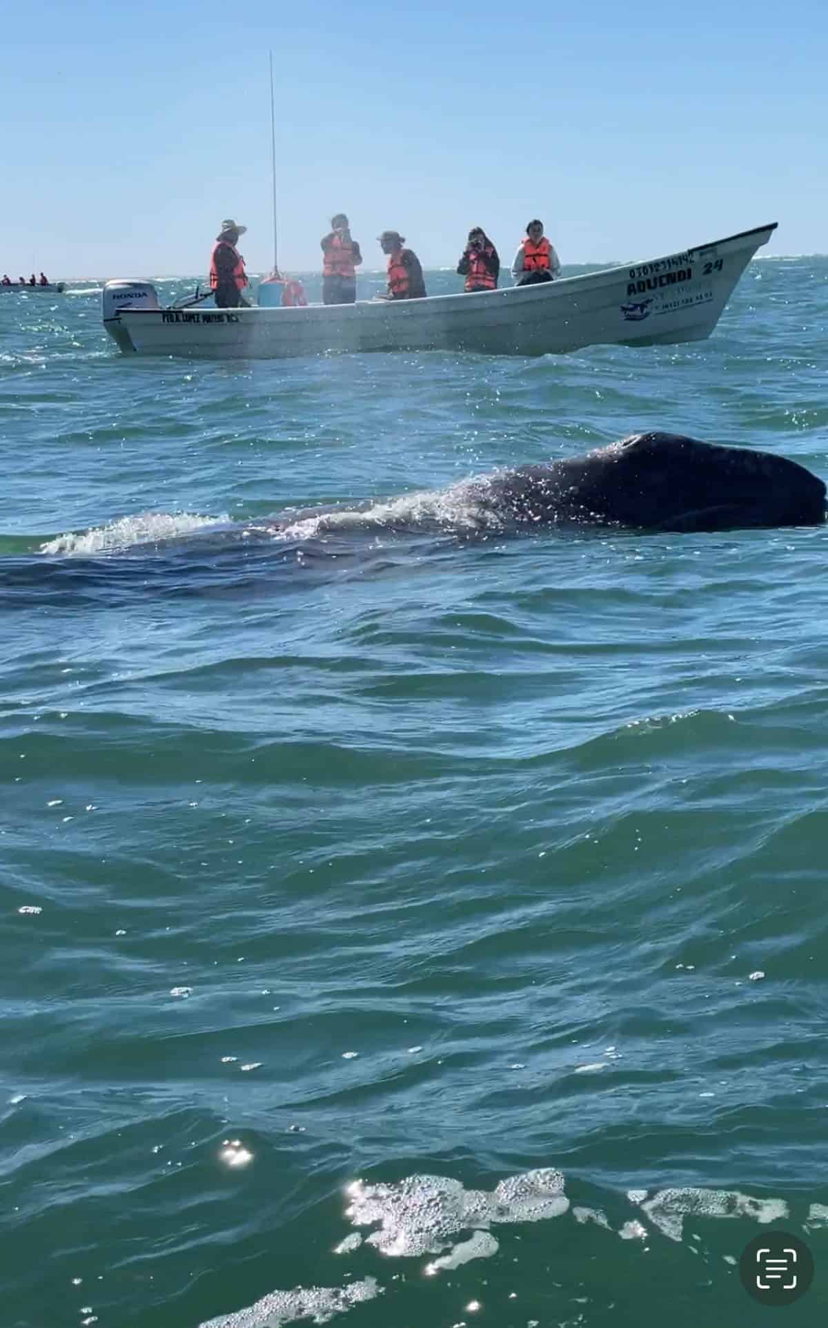 Small boat on ocean with whale calf in front in Baja Mexico.