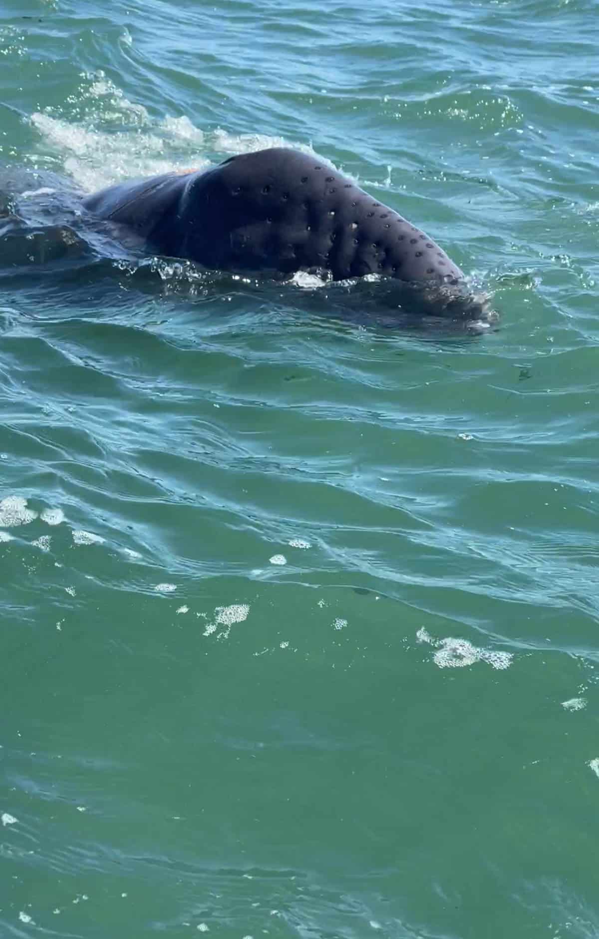 Baby gray whale in ocean in Baja Mexico.