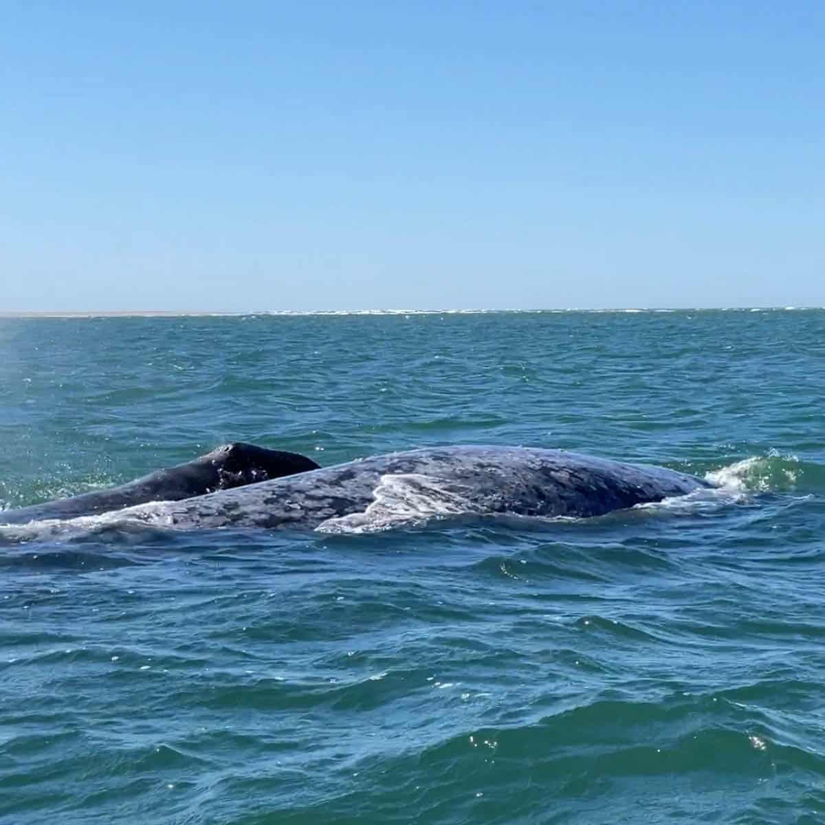 Best Baja Mexico Whale Watching
