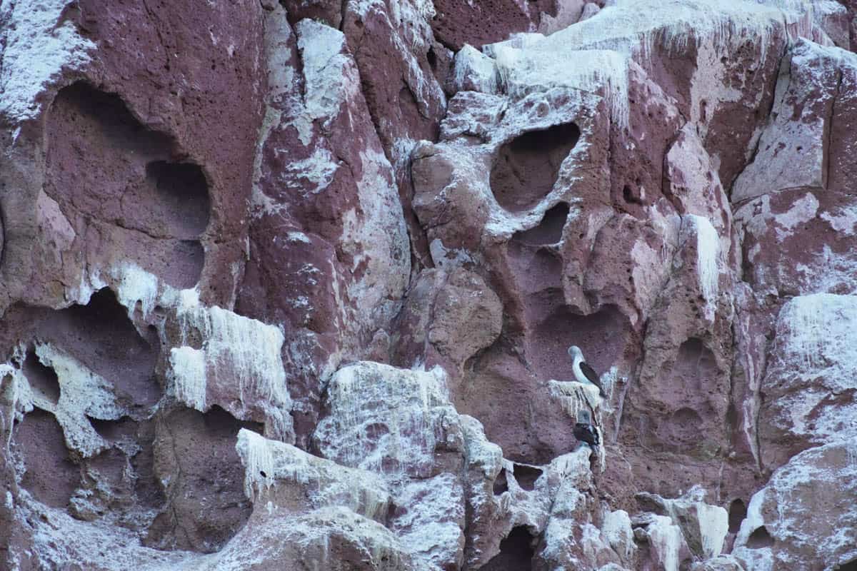 Blue Footed Boobies on rock.