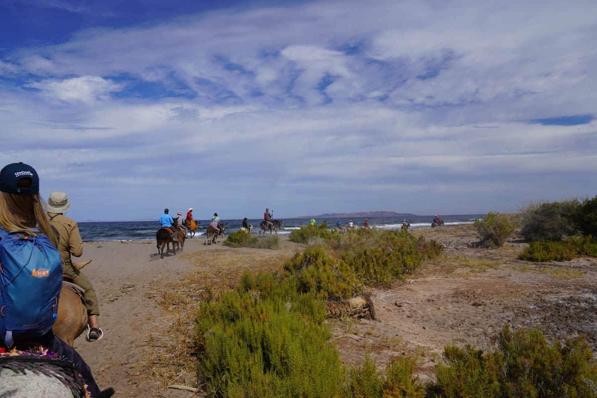 People on mules in Baja Mexico.