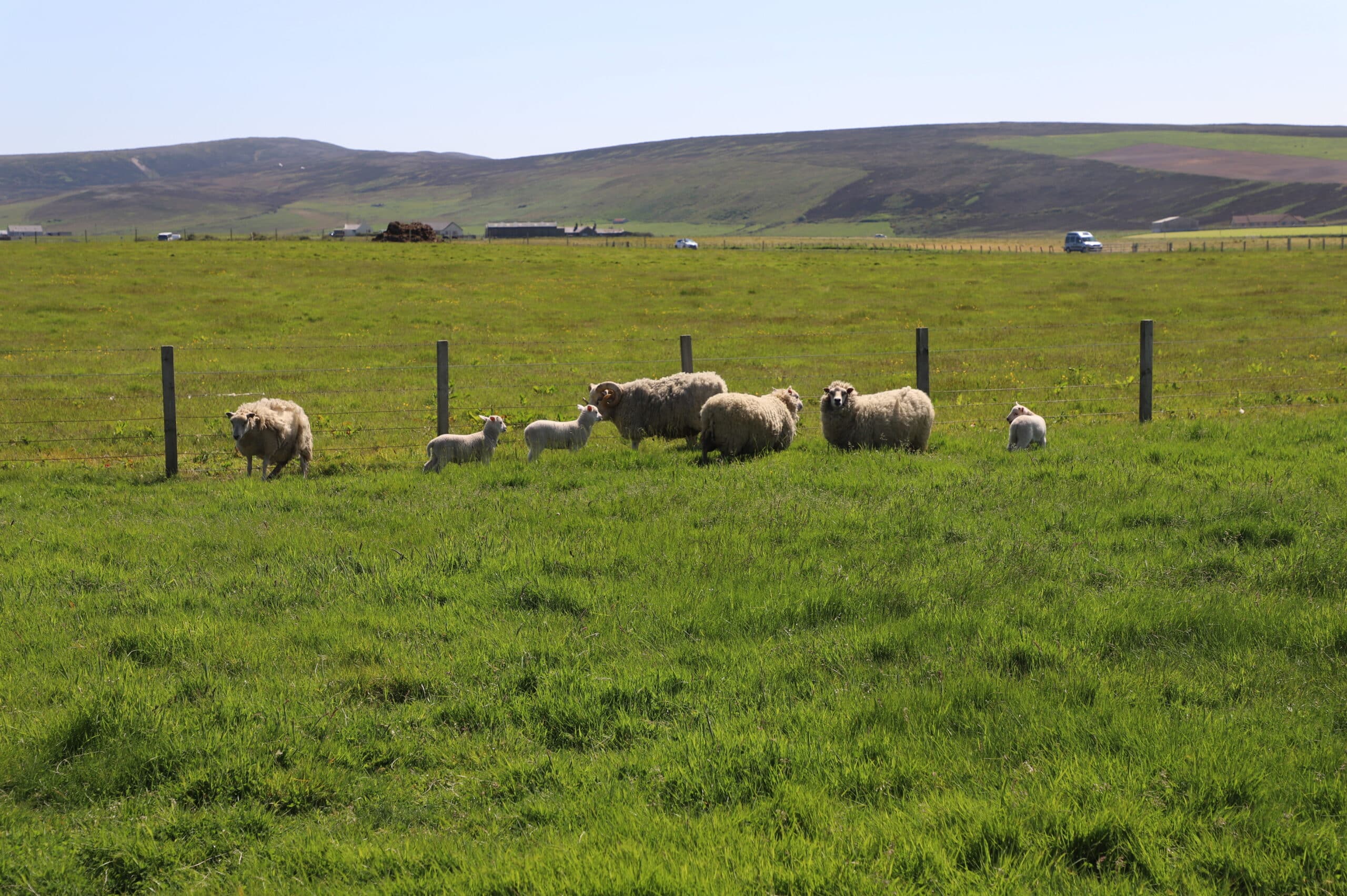 Sheep standing on grass with mountains in background.