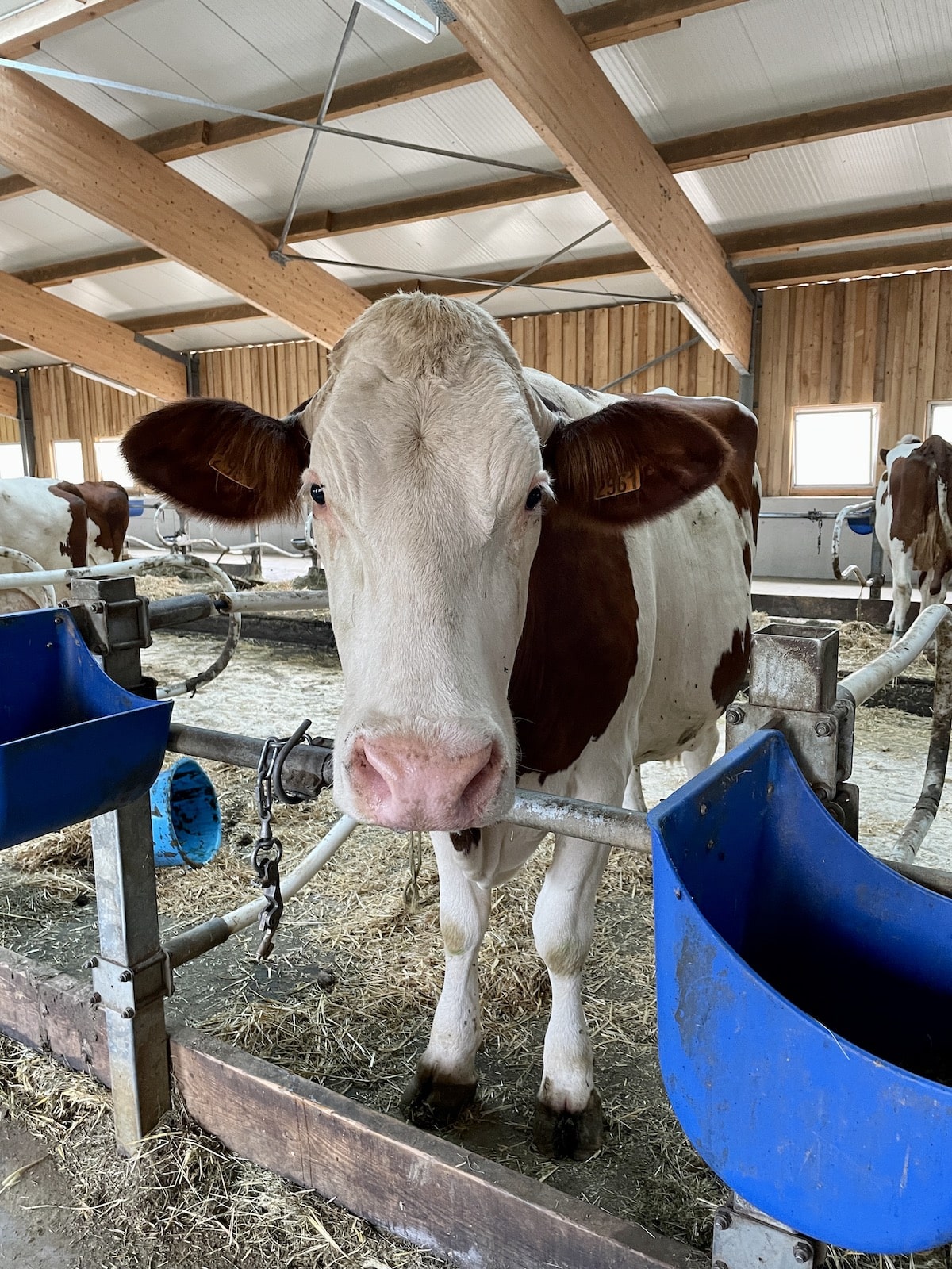 Cow in barn.