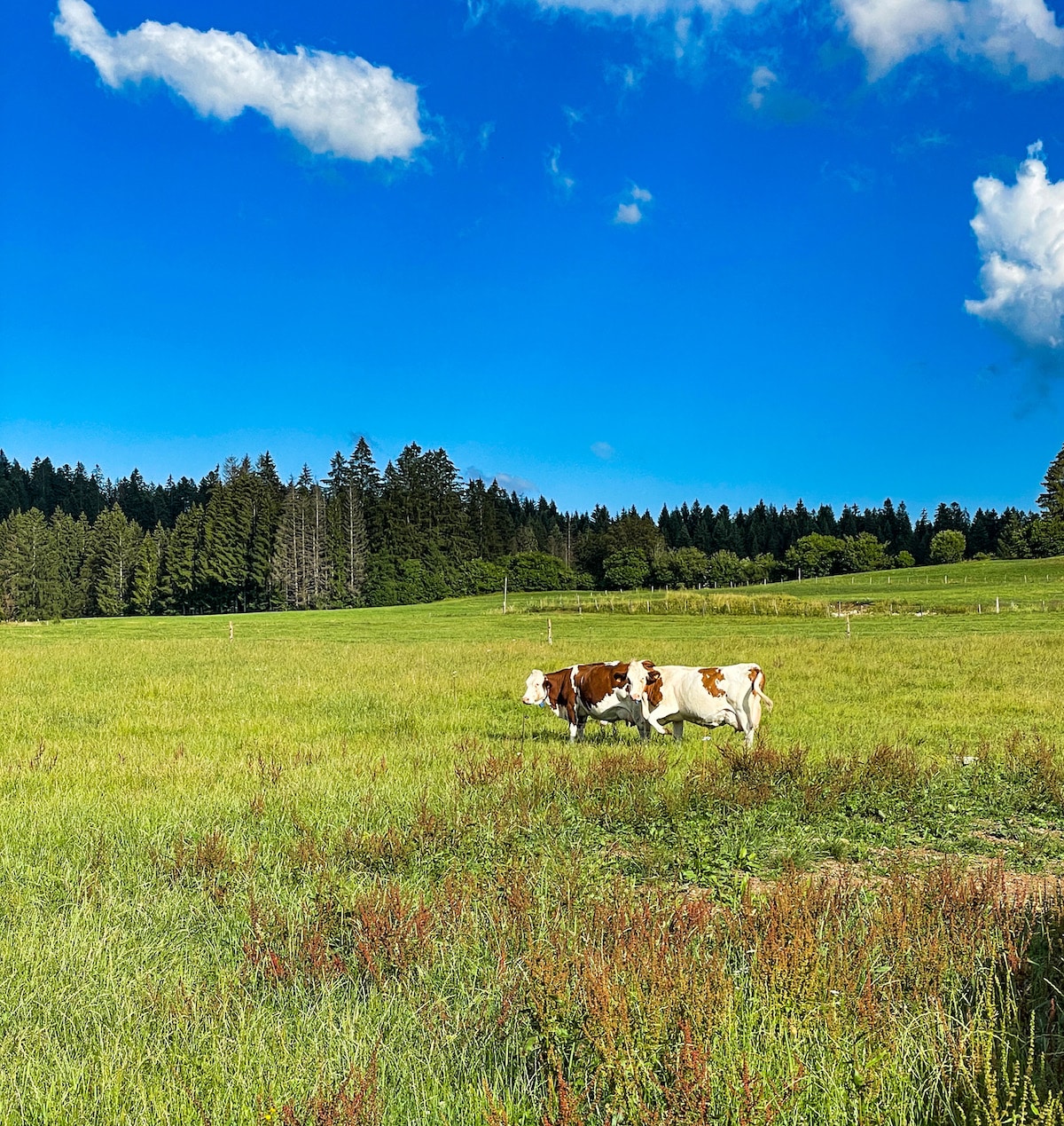 Cow in field of green grasses against a blue sky.