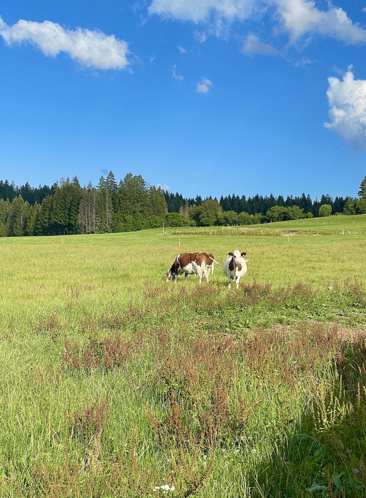 Cows feeding on green grasses and flowers.