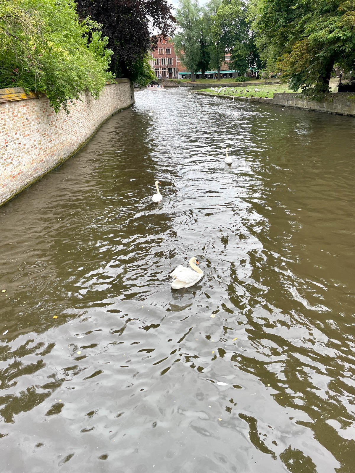 Swan in a canal.