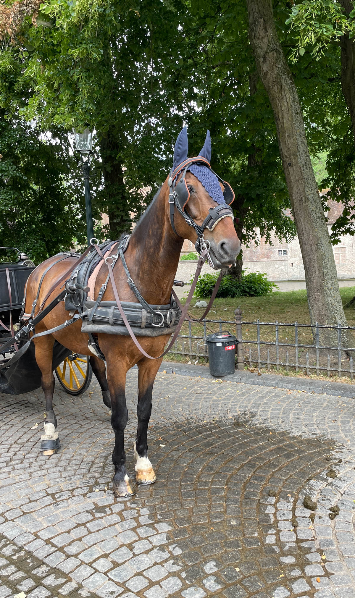 Horse that is part of horse drawn carriage.