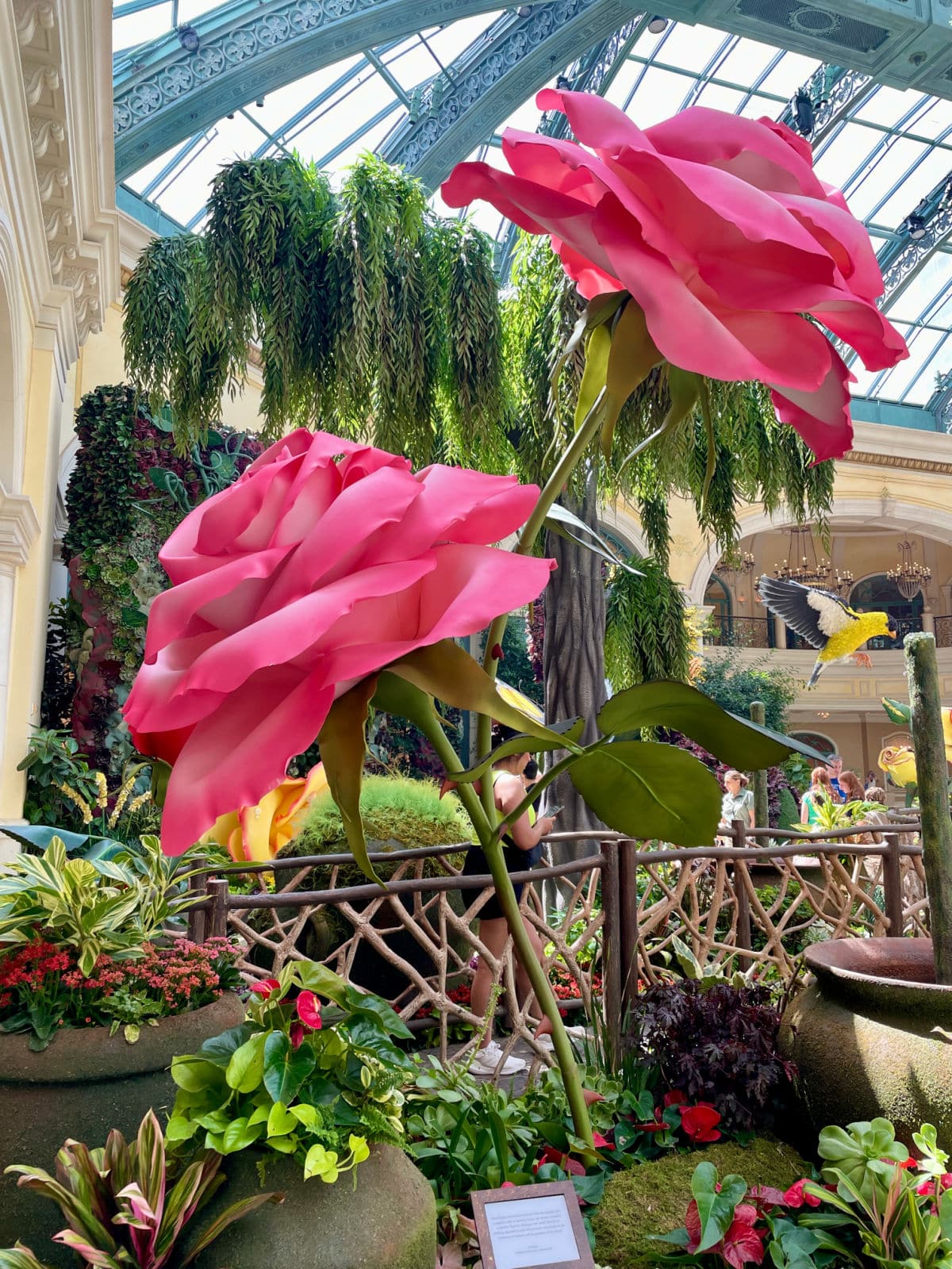 Huge roses in a garden in Las Vegas.