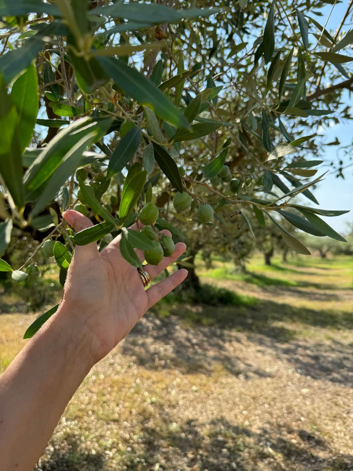 Hand holding olives on olive tree.