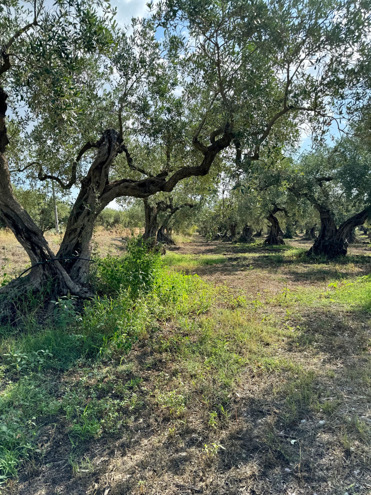 Olives trees.
