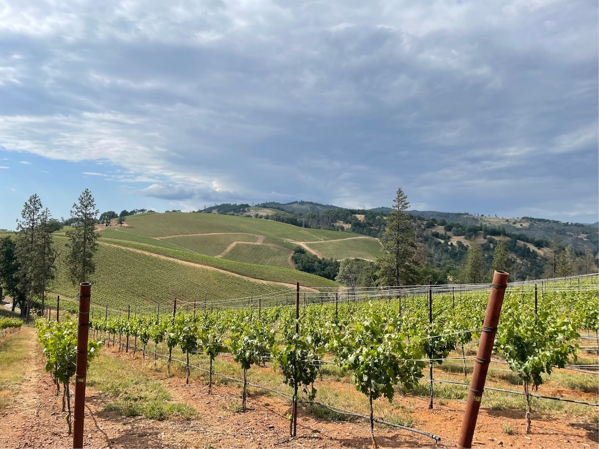 View of vineyard in Northern California.