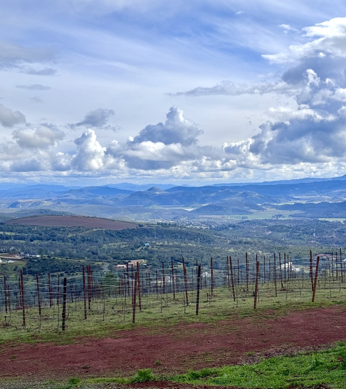 View of mountains behind a vineyard.