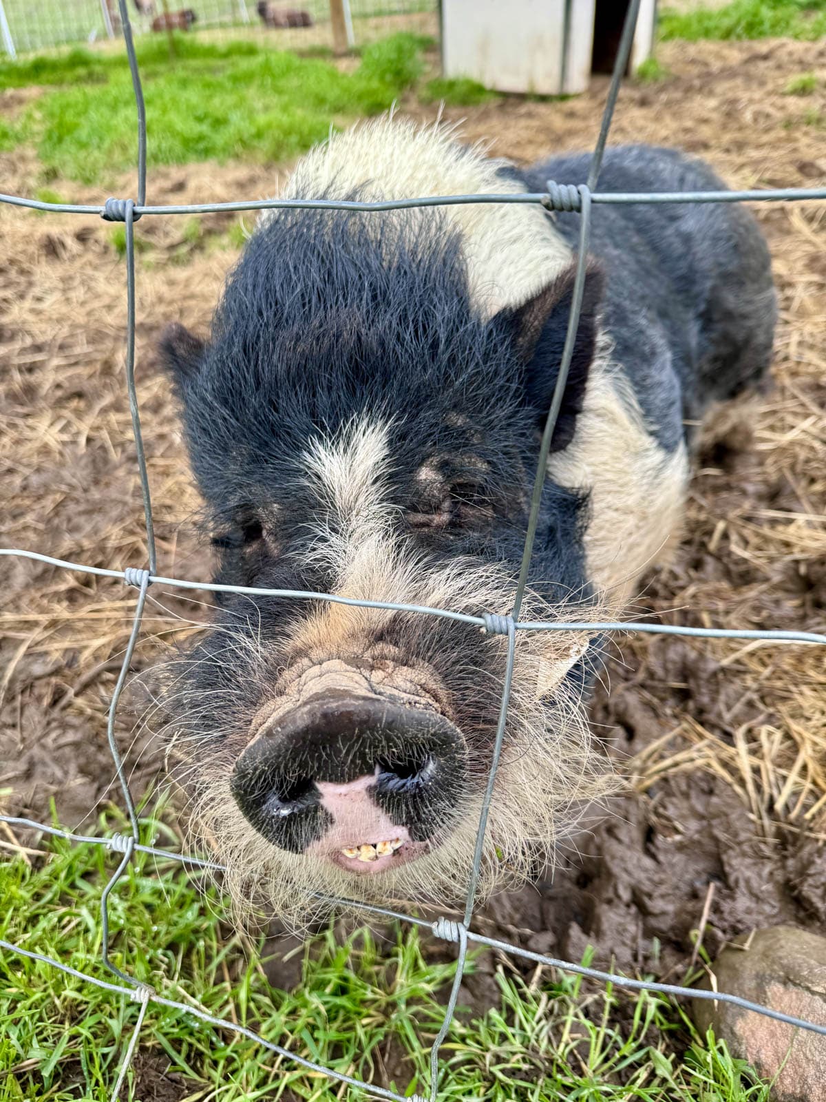 Pig peeking through fence.