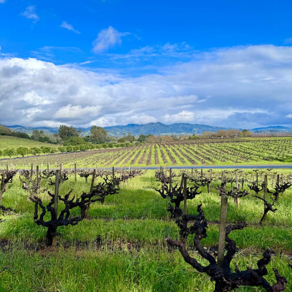 Vineyard view in Northern California.