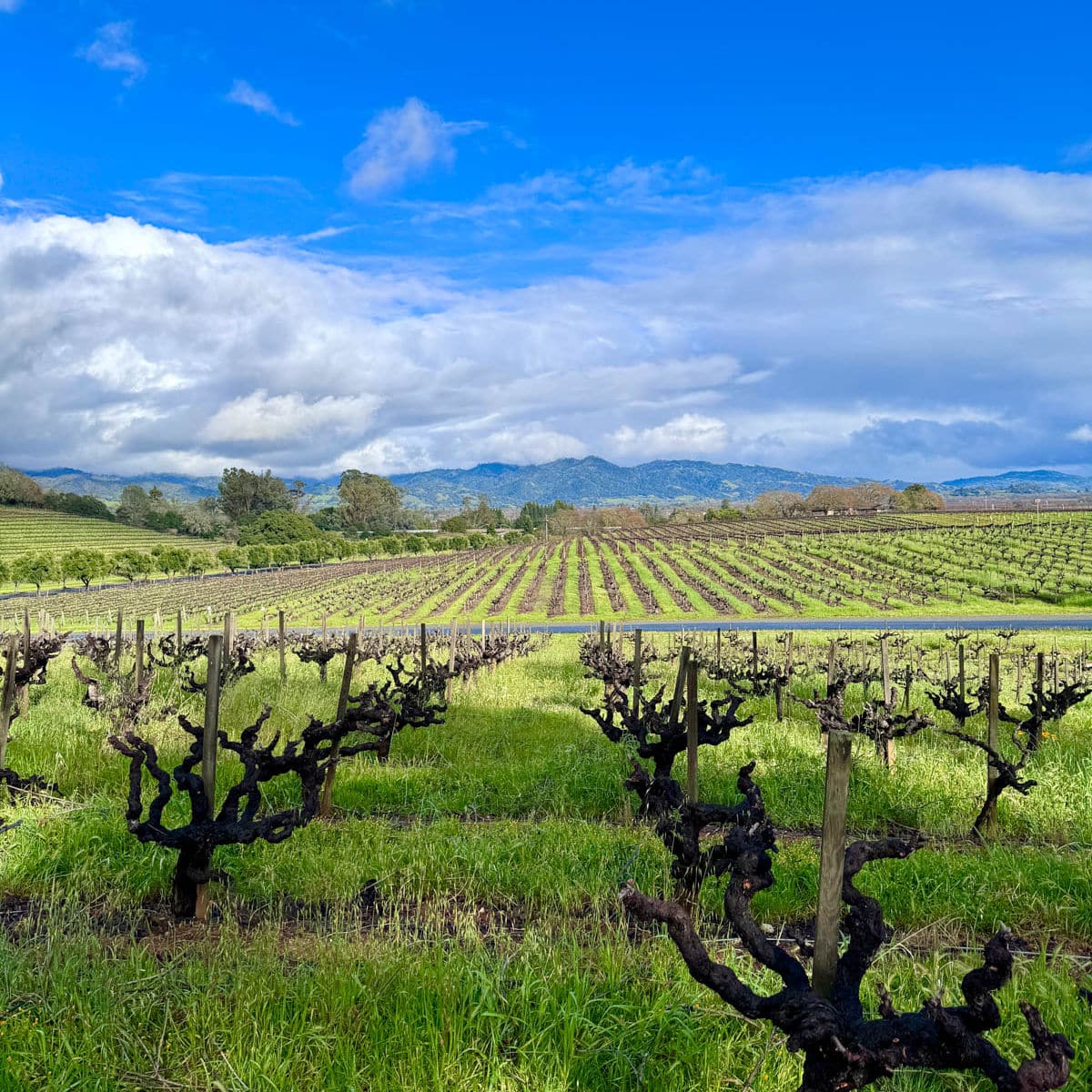 12 Amazing Northern California Wineries You Must Visit