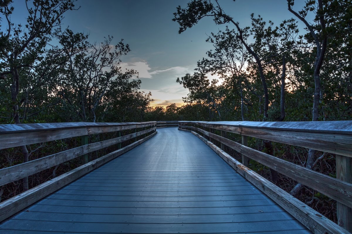 Boardwalk with trees on either side at dusk.