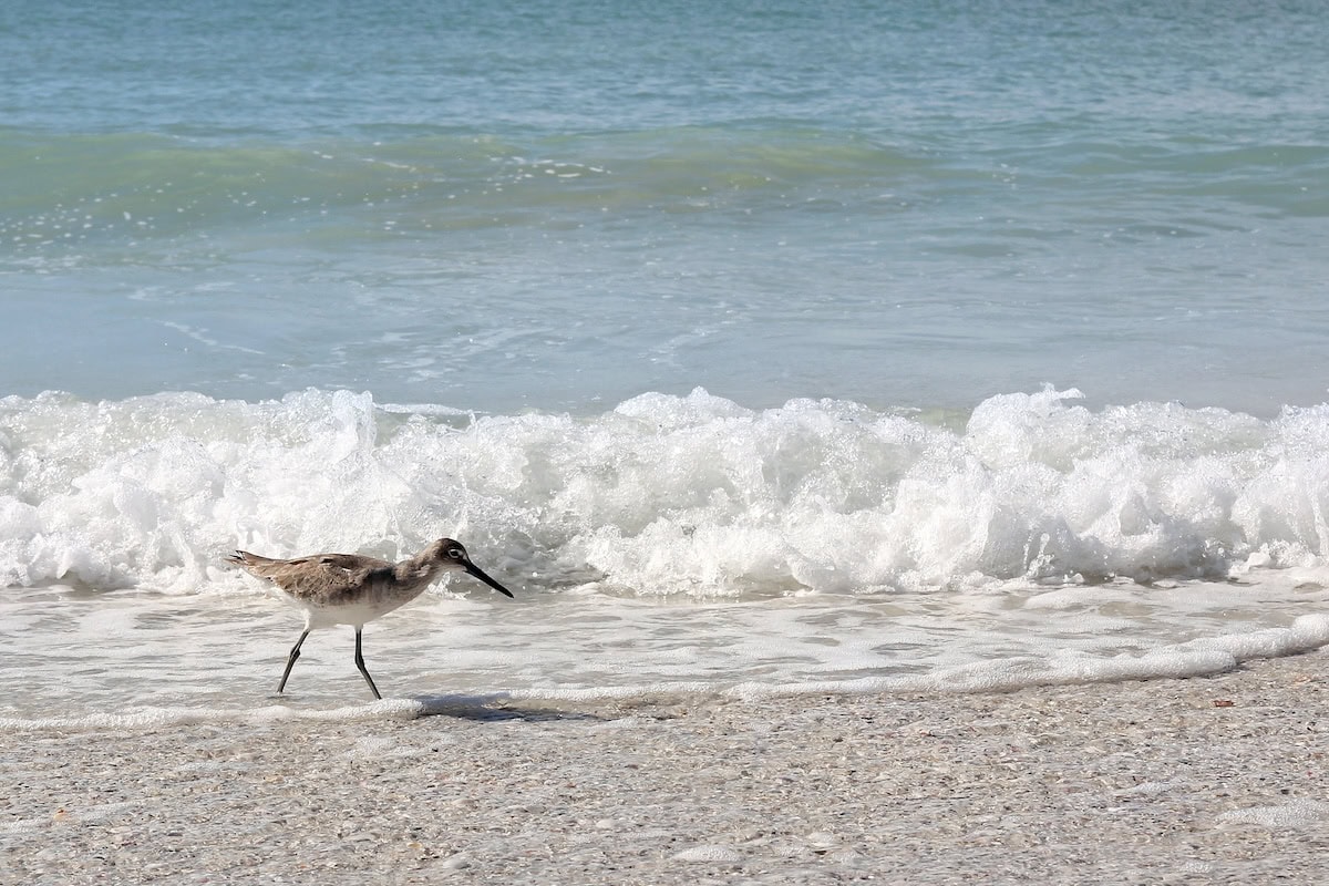 A white and grey Sandpiper Shore Bird is walking along the ocean shore on a white sand beach.