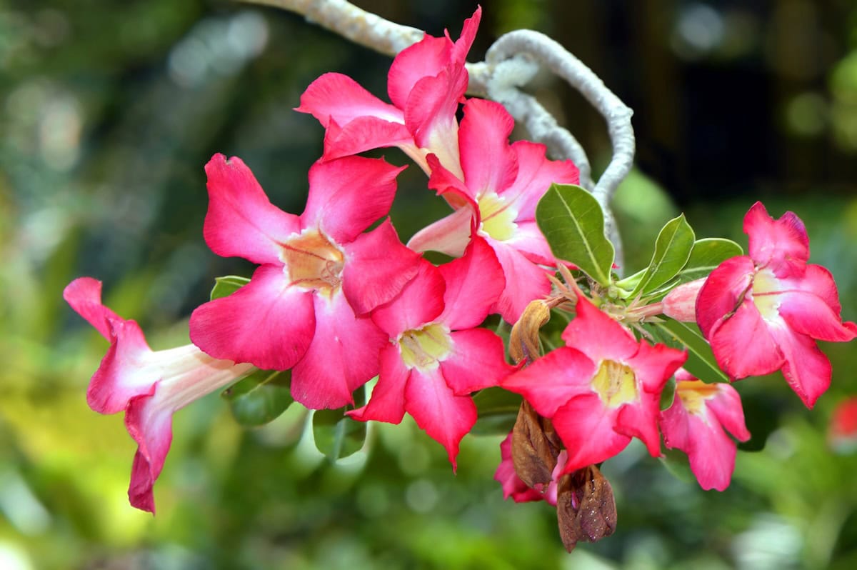 Pink flowers up close.