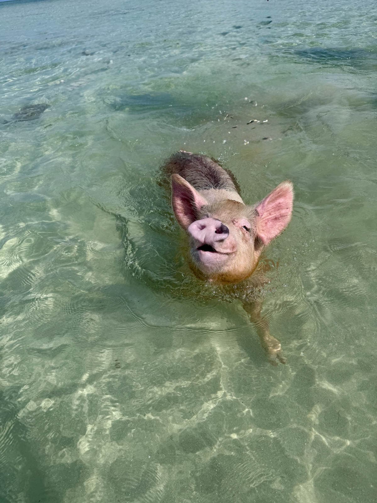 Pig swimming in the ocean.