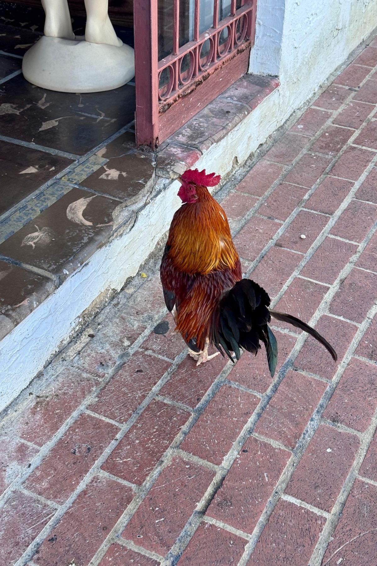 Rooster walking into a bar.