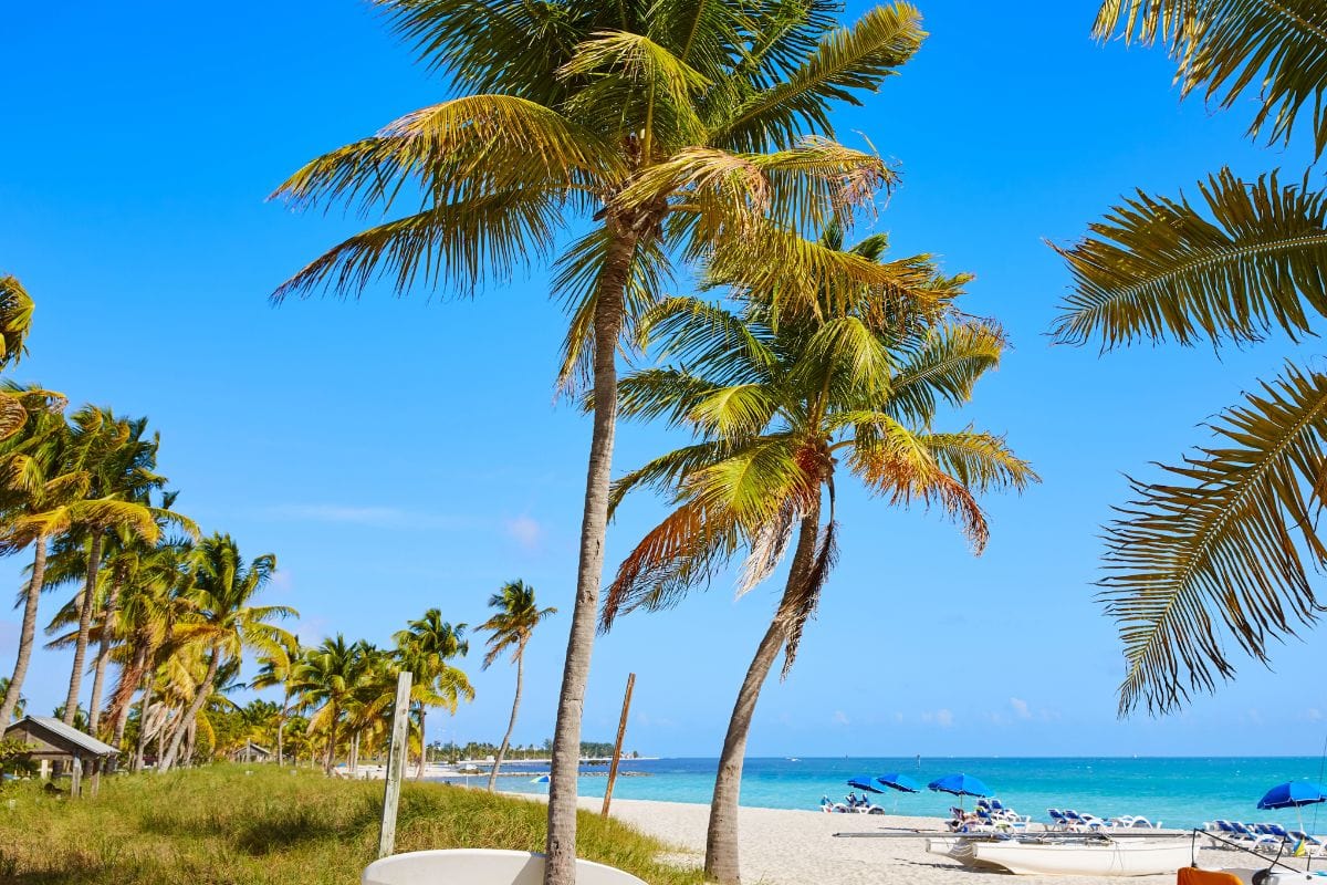 Beach with tall palm trees and blue sky.