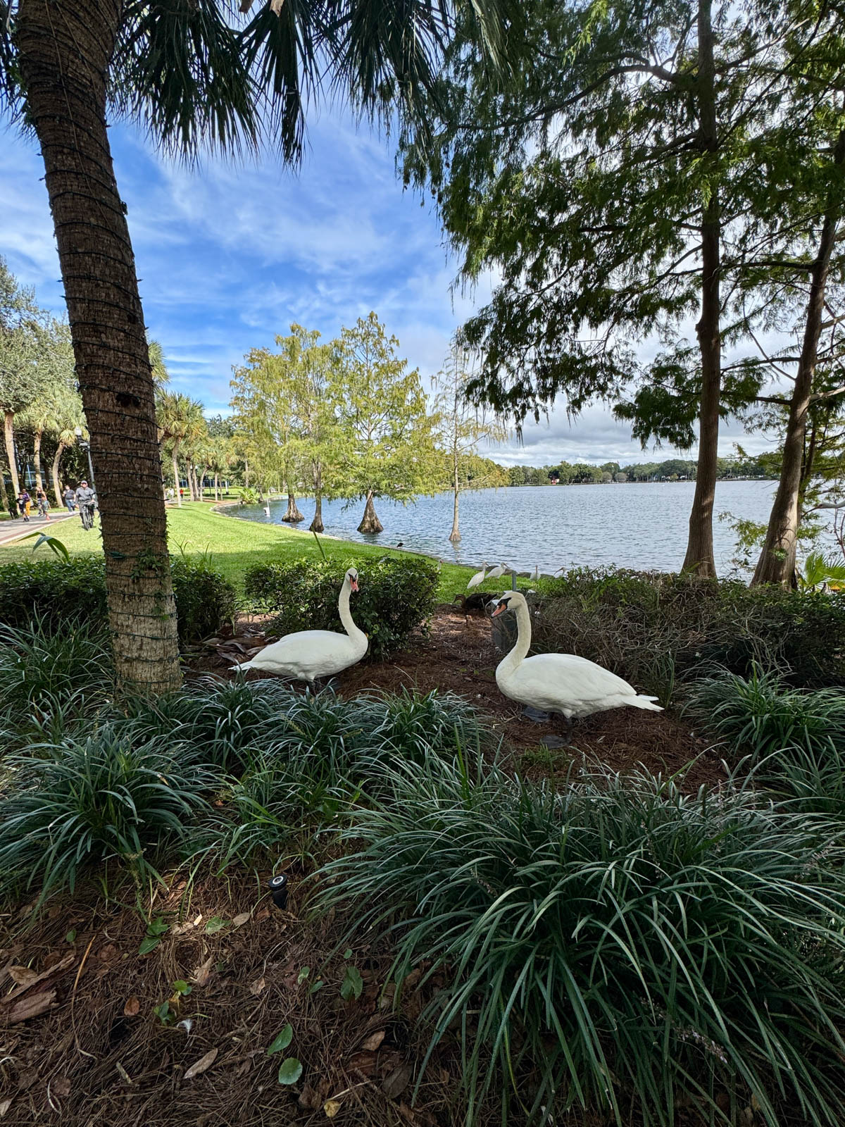 Two swans in bushes with lake in the background.