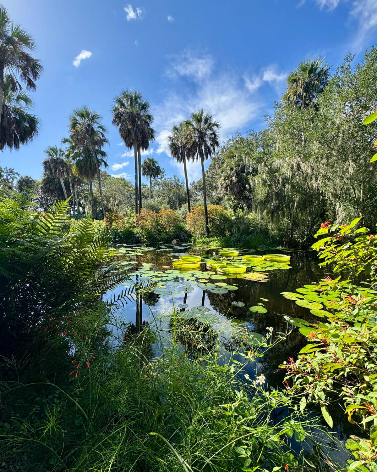 Gardens with lily pads in pond and palm trees against blue sky.
