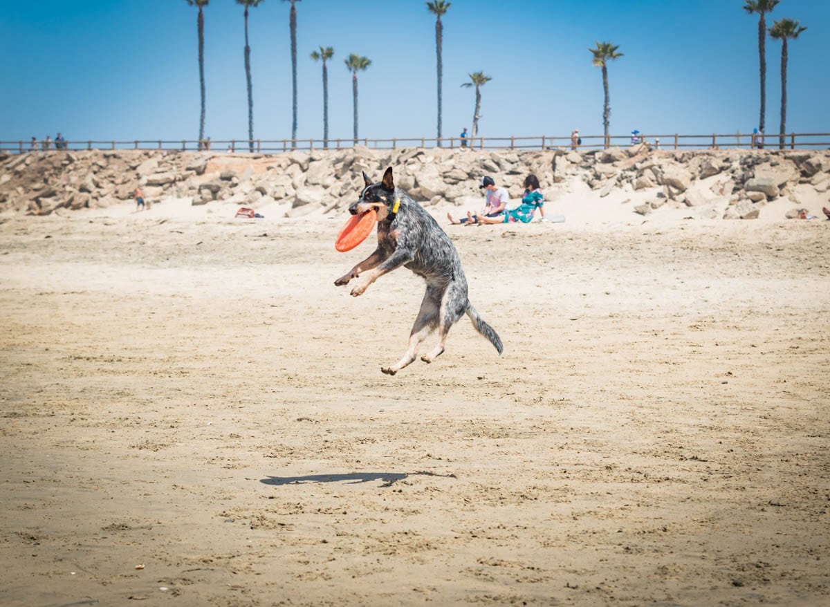 Dog catching a frisbee on beach.