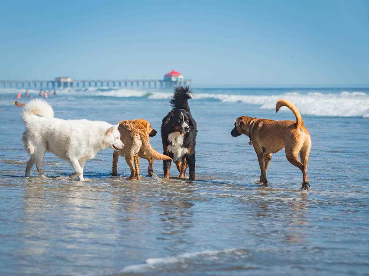 Dogs on beach.