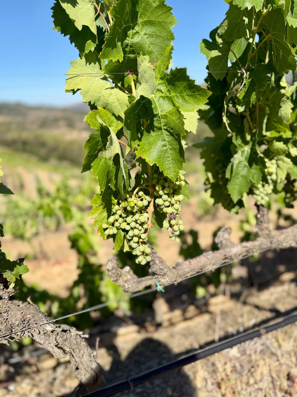 Grapevines at a winery.